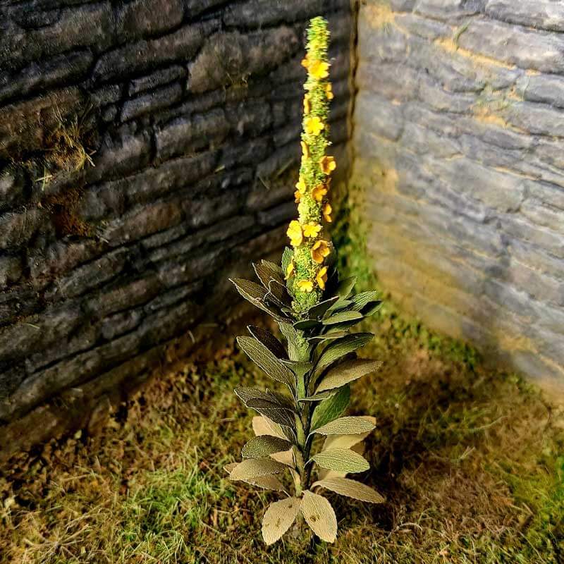 Mullein