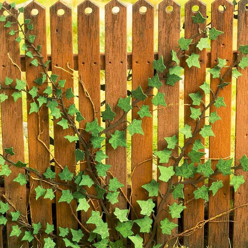 Ivy