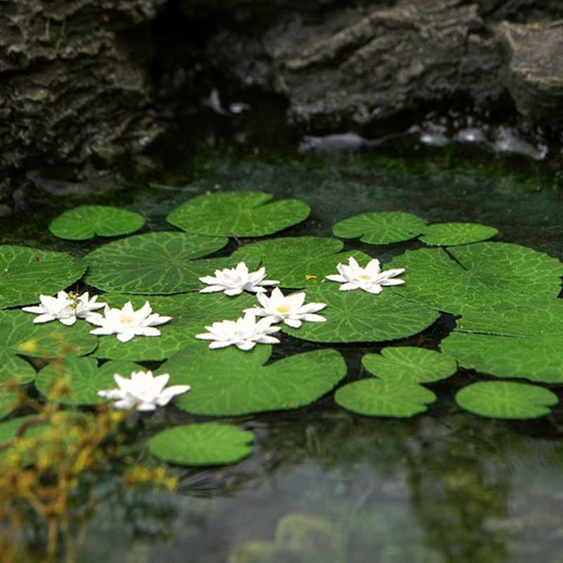 Waterlillies