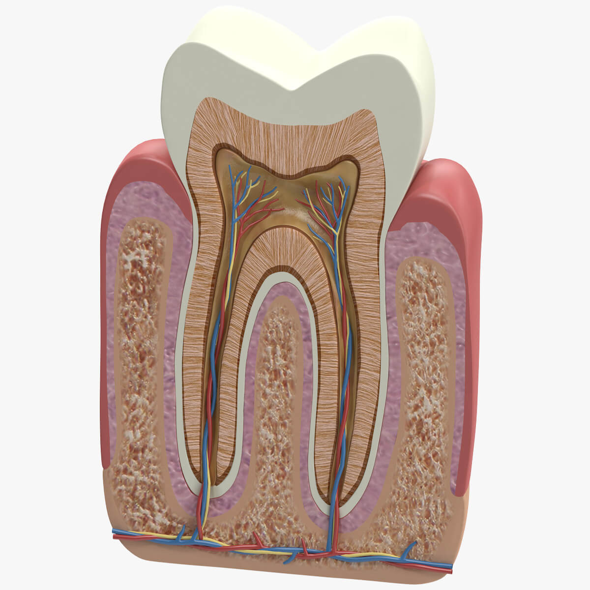 Endodontics